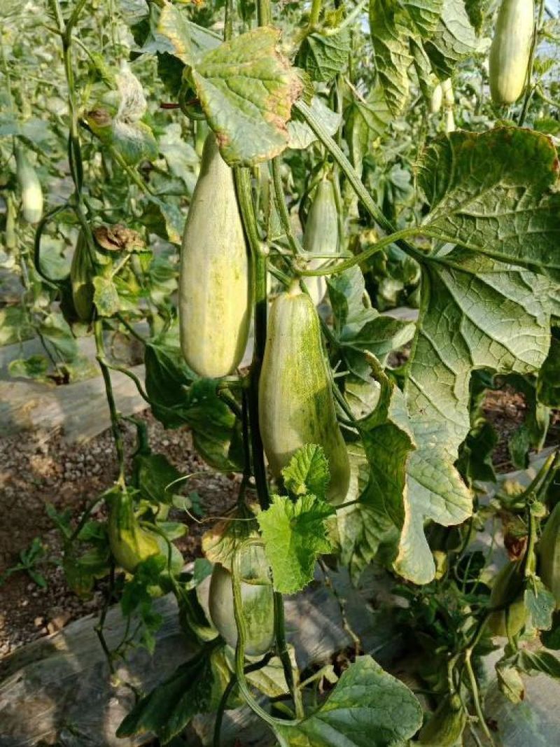 大棚整体出租优质蔬菜大棚种蔬菜种果树种各种甜瓜合作出租