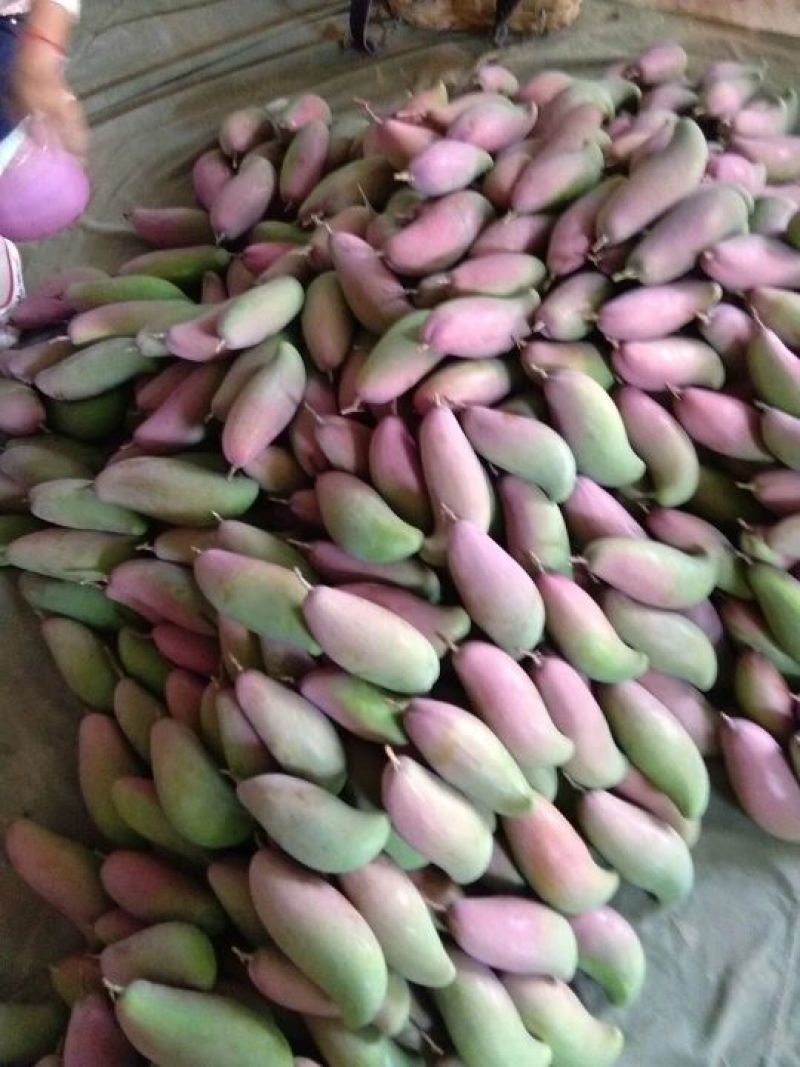 攀枝花，红象牙芒果特级