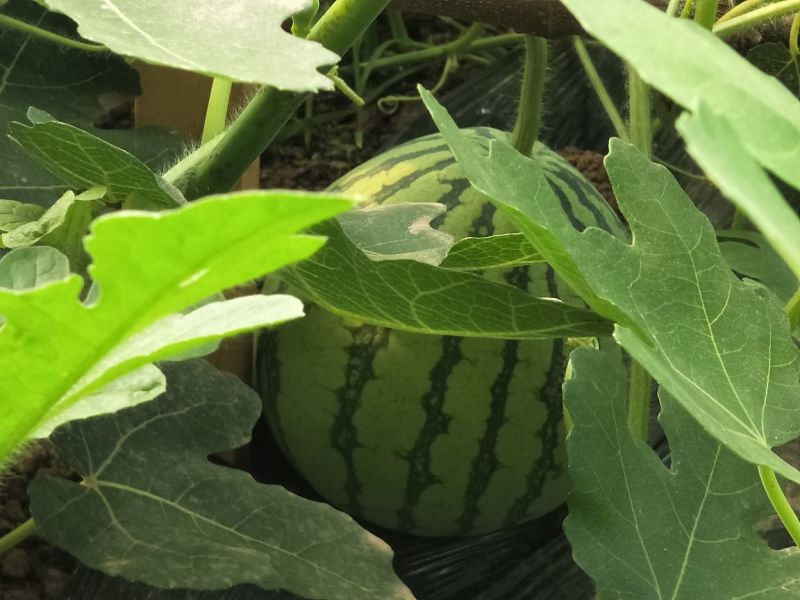 大棚整体出租优质蔬菜大棚种蔬菜种果树种各种甜瓜合作出租
