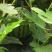 大棚整体出租优质蔬菜大棚种蔬菜种果树种各种甜瓜合作出租