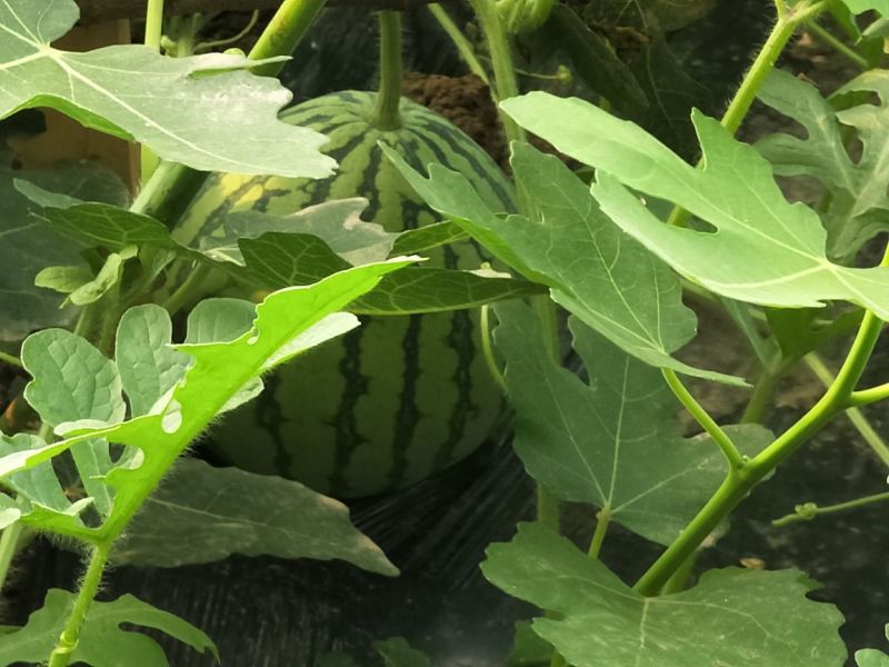大棚整体出租优质蔬菜大棚种蔬菜种果树种各种甜瓜合作出租
