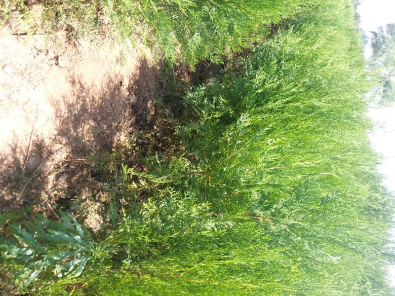 基地直销带营养杯侧柏苗，成活率高，荒山造林，陵园绿化专用