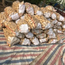 荷兰十五土豆实时真实报价，大量土豆地蛋鲜货上市