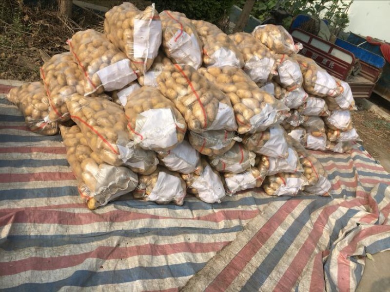 荷兰十五土豆实时真实报价，大量土豆地蛋鲜货上市