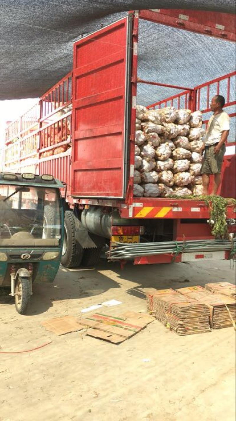 荷兰十五土豆实时真实报价，大量土豆地蛋鲜货上市