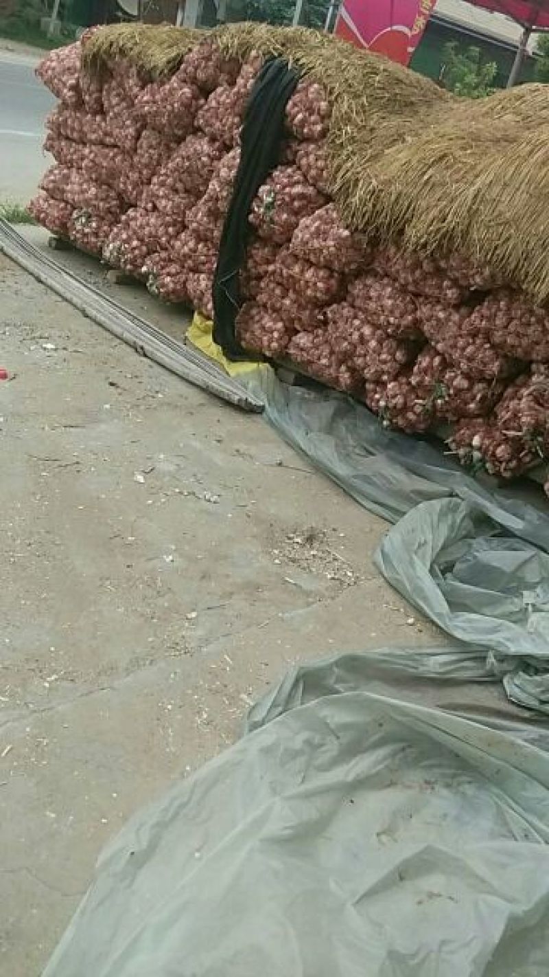 今天晴，河南杂交蒜已上市，通货价格0.6