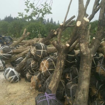 占地桂花树大量出去