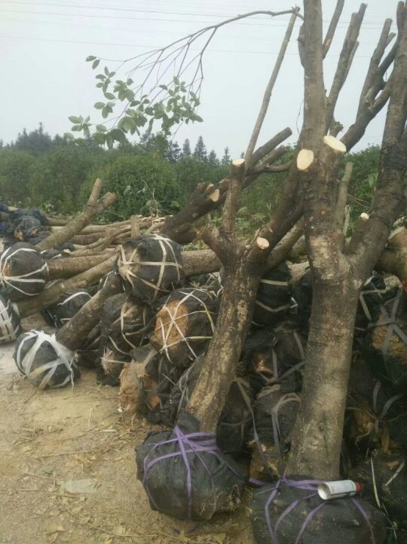 占地桂花树大量出去