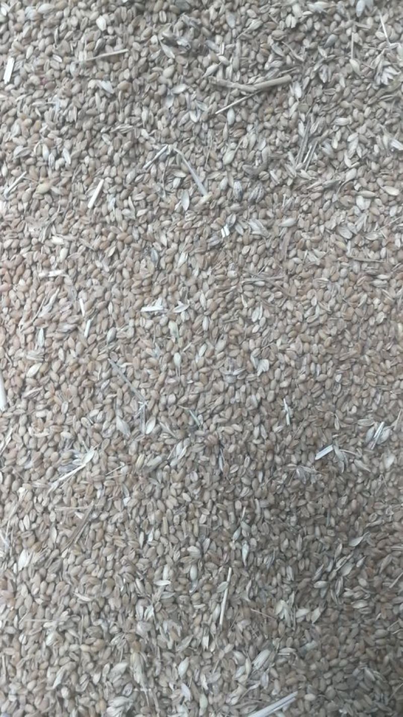 白麦