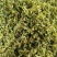 铁皮石斛花云南干货1斤起包邮量大优惠