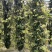 铁皮石斛花云南干货1斤起包邮量大优惠