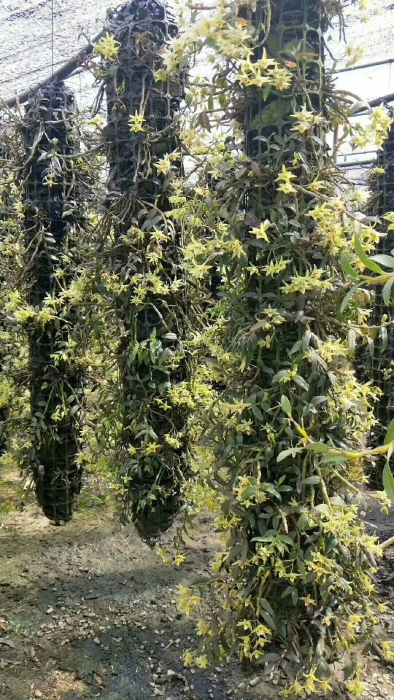 铁皮石斛花云南干货1斤起包邮量大优惠