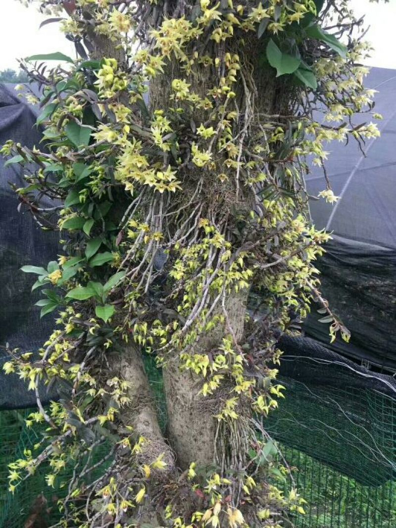 铁皮石斛花云南干货1斤起包邮量大优惠