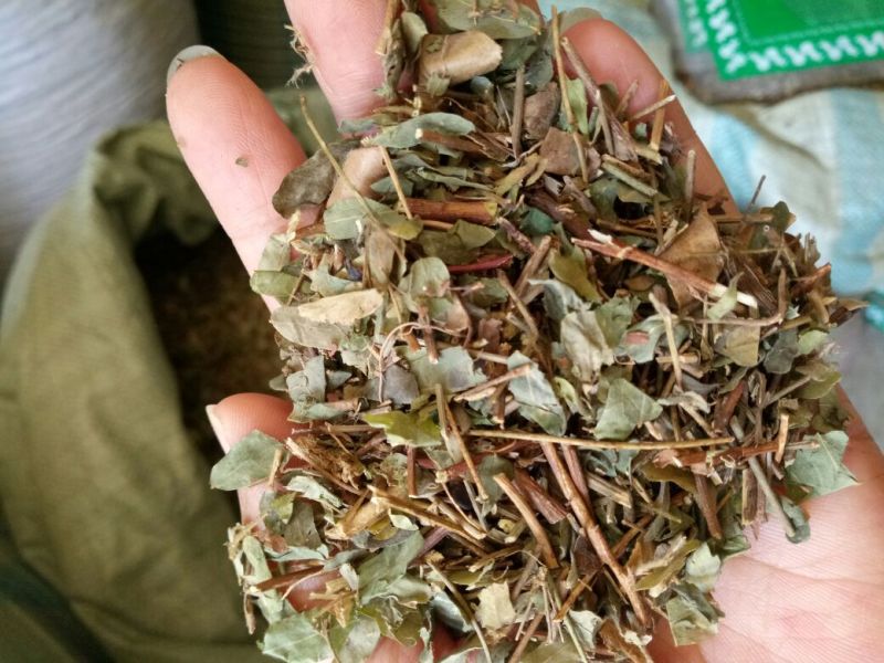 鸡骨草干货草药人工种植量大从优欢迎选购