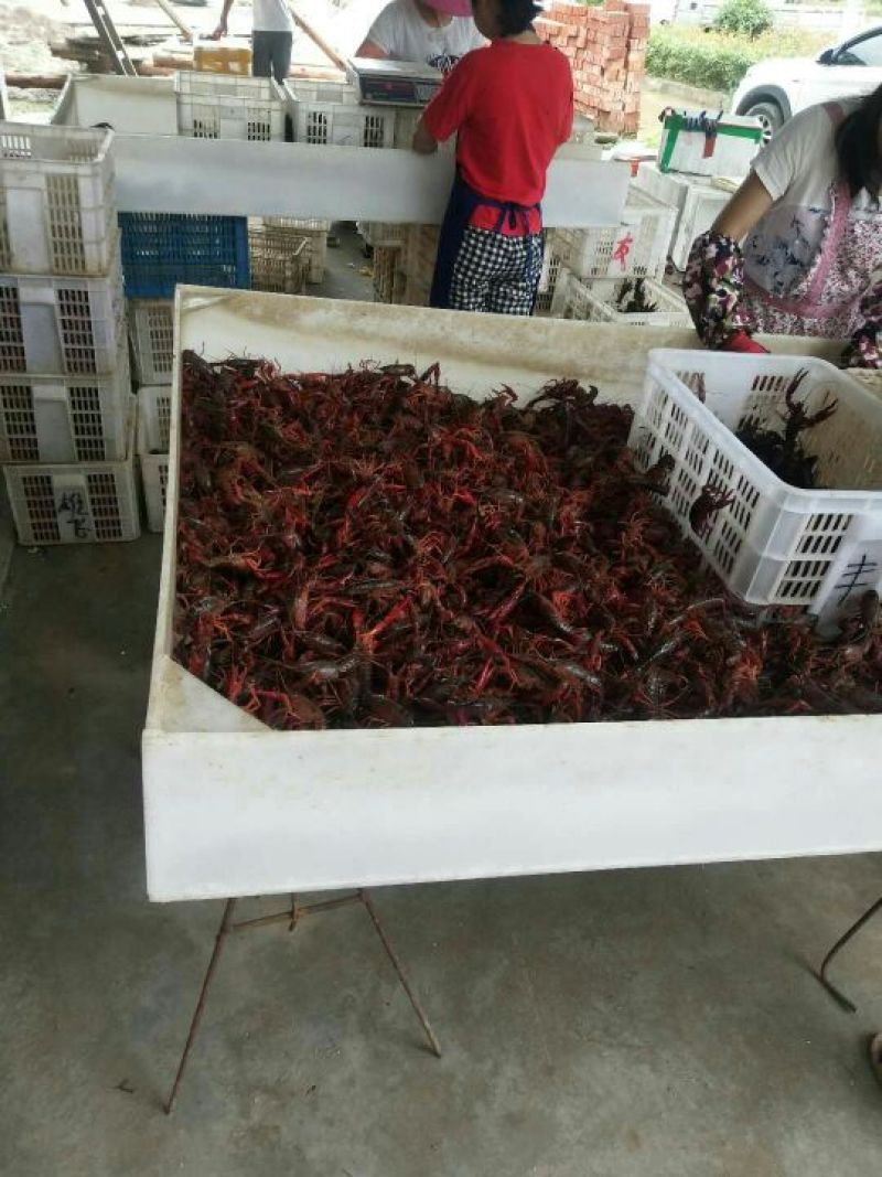 中青456规格
