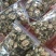 苦瓜干绿色苦瓜茶