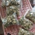 苦瓜干绿色苦瓜茶