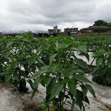 艳红辣椒大量供货
