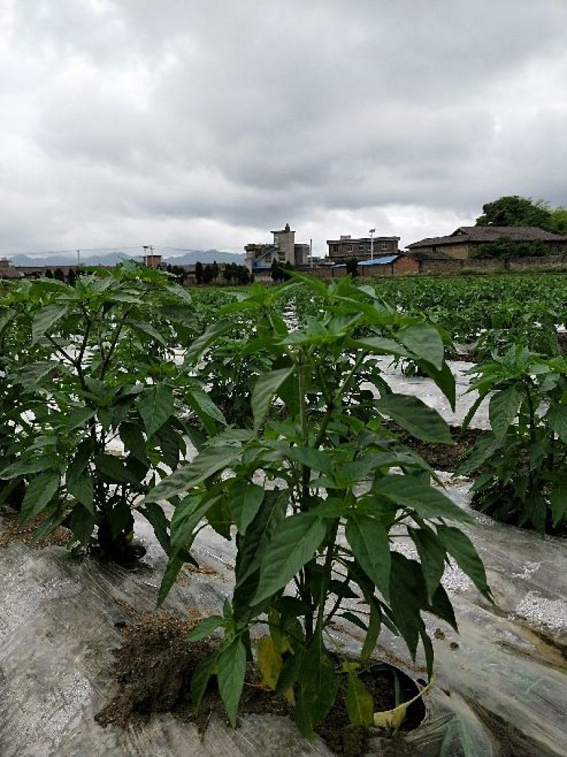 艳红辣椒大量供货