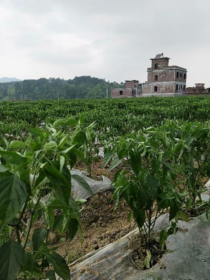 艳红辣椒大量供货