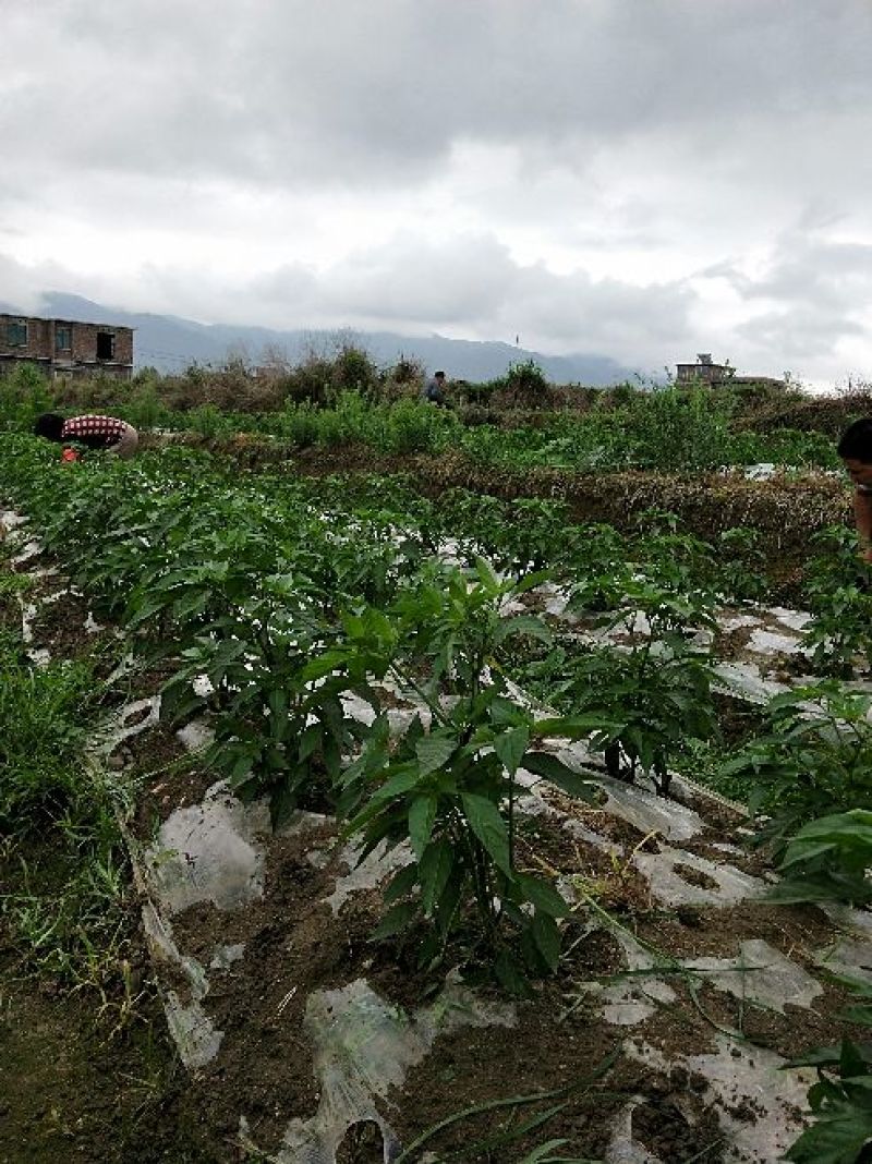 艳红辣椒大量供货