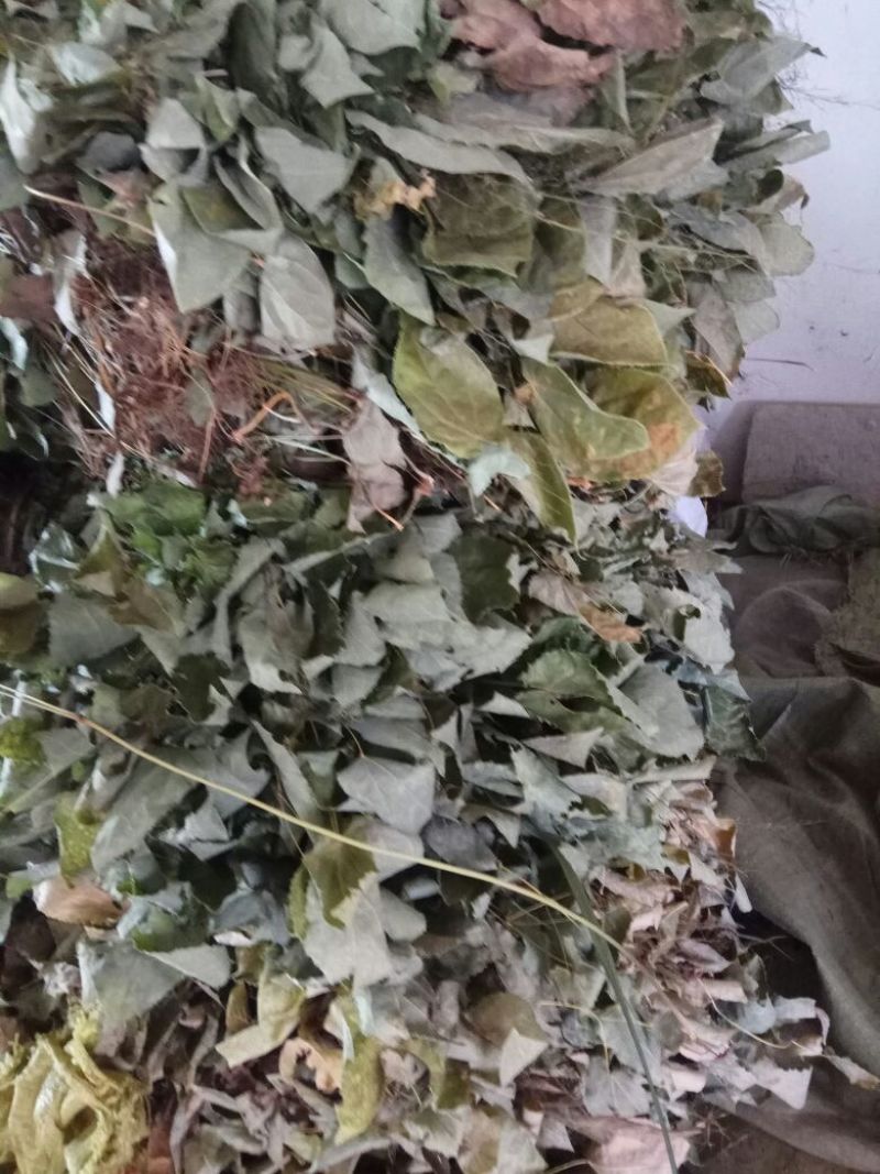 淫羊藿，大叶淫羊藿，河南淫羊藿，西峡淫羊藿，产地一手货源