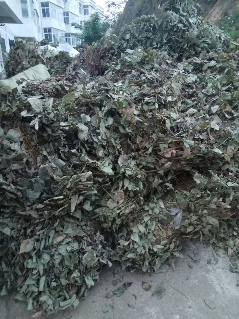 淫羊藿，大叶淫羊藿，河南淫羊藿，西峡淫羊藿，产地一手货源