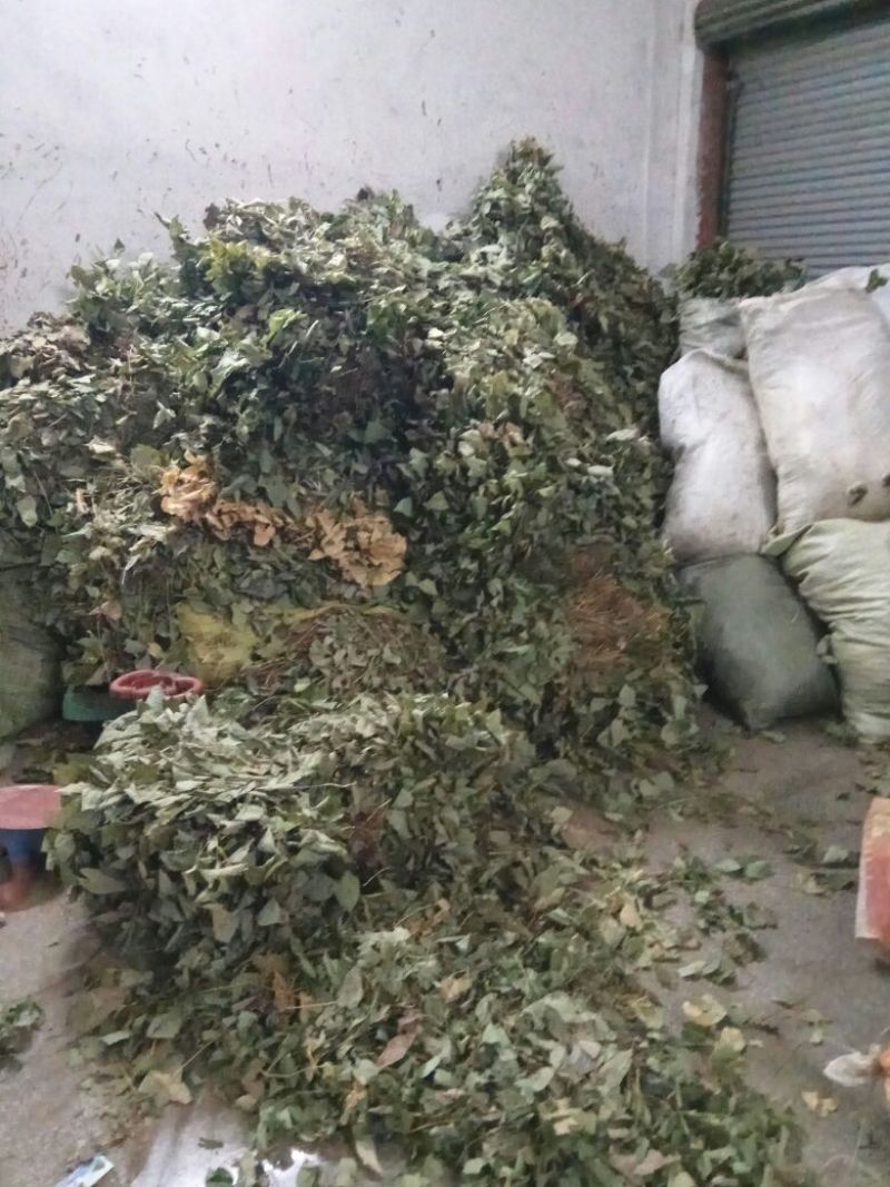 淫羊藿，大叶淫羊藿，河南淫羊藿，西峡淫羊藿，产地一手货源