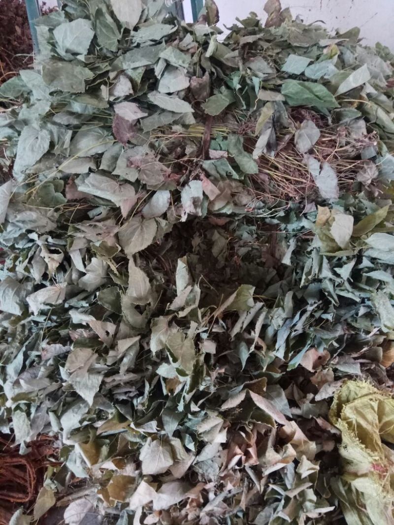 淫羊藿，大叶淫羊藿，河南淫羊藿，西峡淫羊藿，产地一手货源