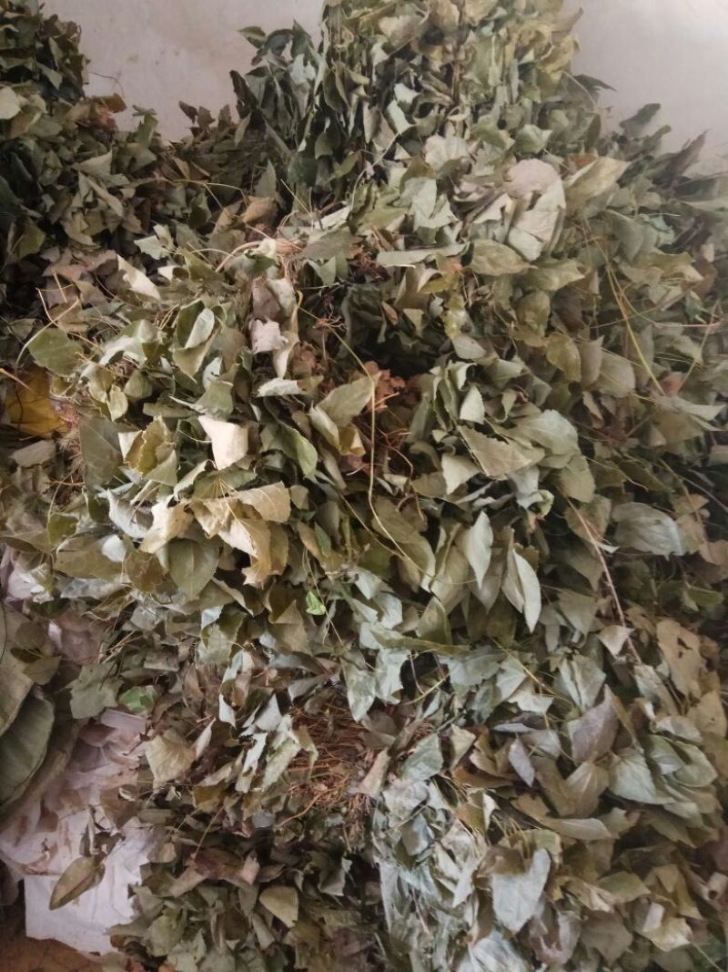 淫羊藿，大叶淫羊藿，河南淫羊藿，西峡淫羊藿，产地一手货源