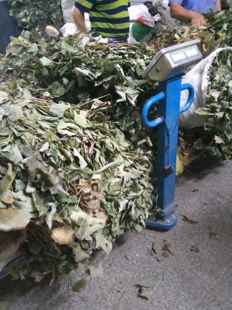 淫羊藿，大叶淫羊藿，河南淫羊藿，西峡淫羊藿，产地一手货源