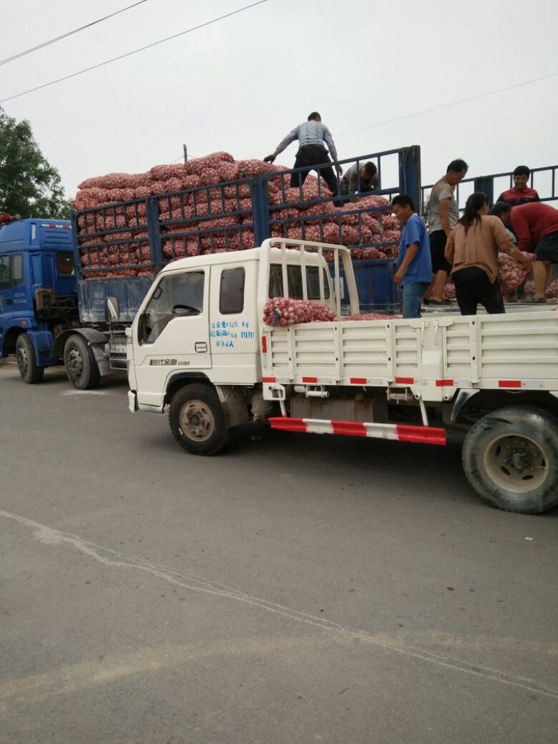 金乡大蒜货发全国，加工改包各种规格都有，欢迎各地客商联系