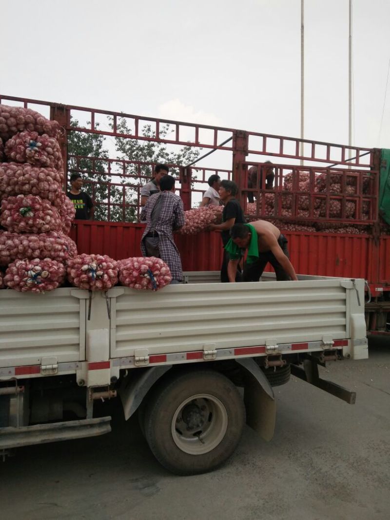 金乡大蒜货发全国，加工改包各种规格都有，欢迎各地客商联系