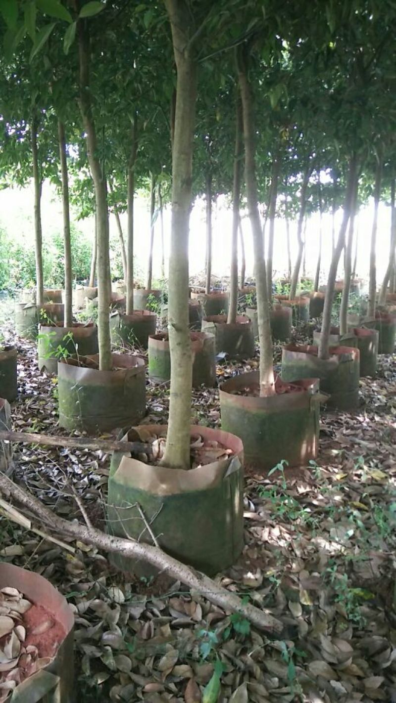 天竺桂2.5~3m规格齐全提供技术指导货源充足