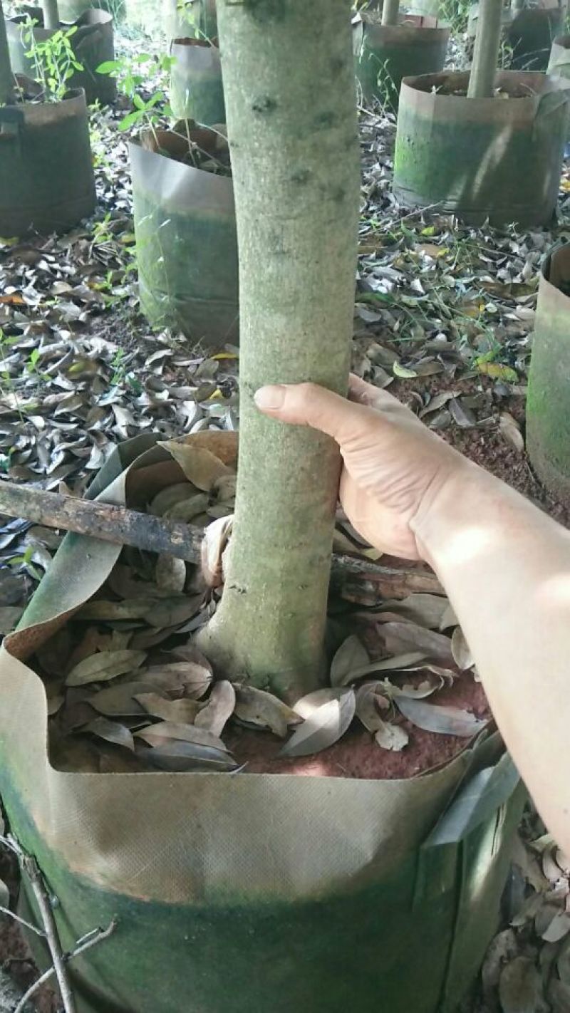 天竺桂2.5~3m规格齐全提供技术指导货源充足