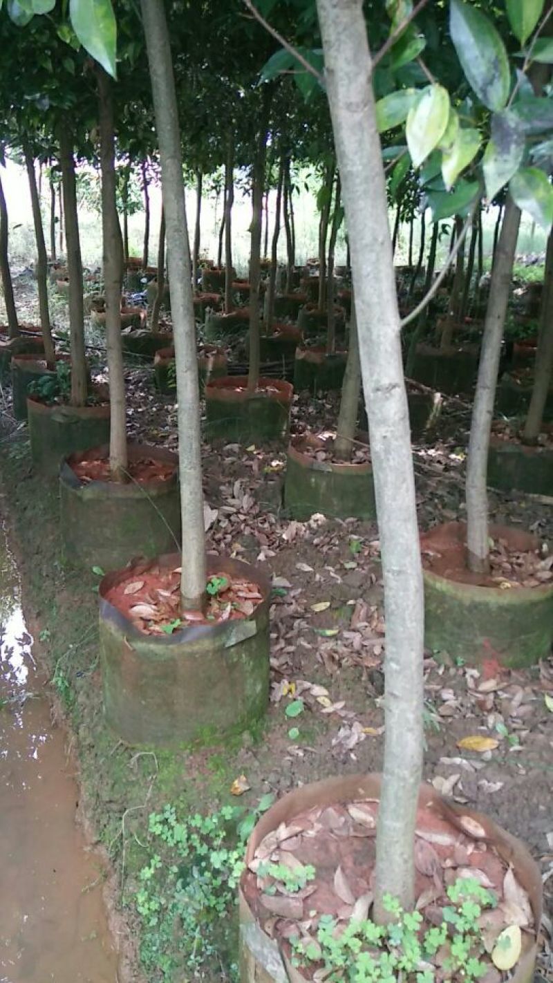 天竺桂2.5~3m规格齐全提供技术指导货源充足