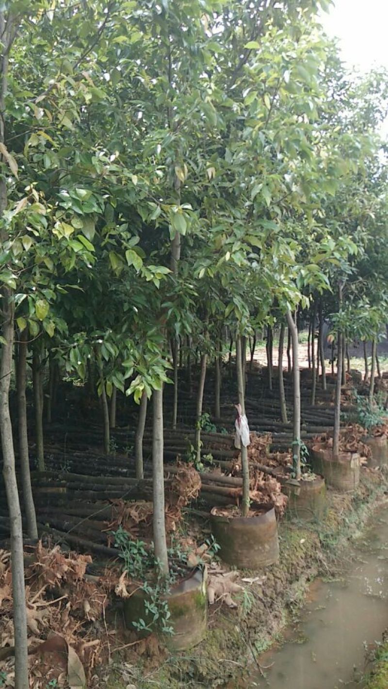 天竺桂2.5~3m规格齐全提供技术指导货源充足