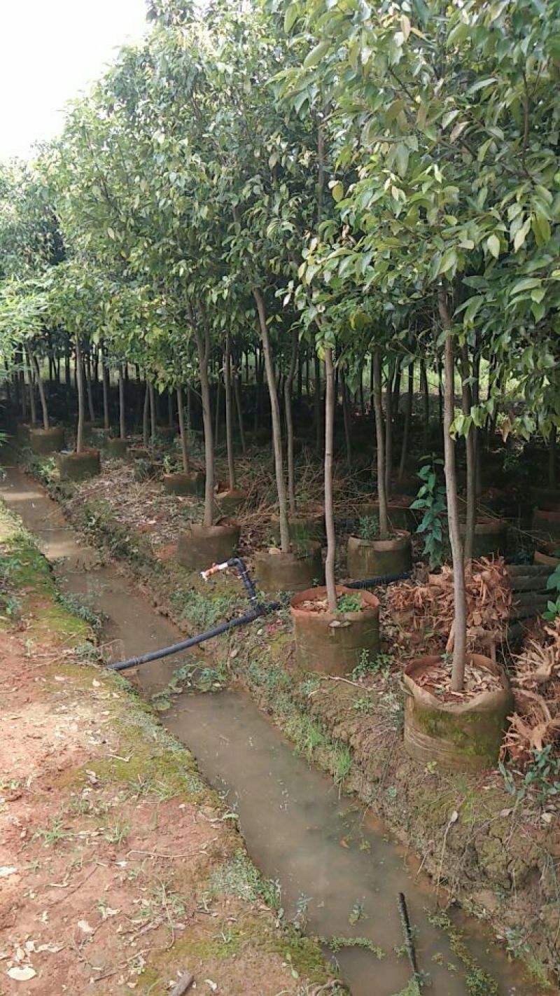 天竺桂2.5~3m规格齐全提供技术指导货源充足