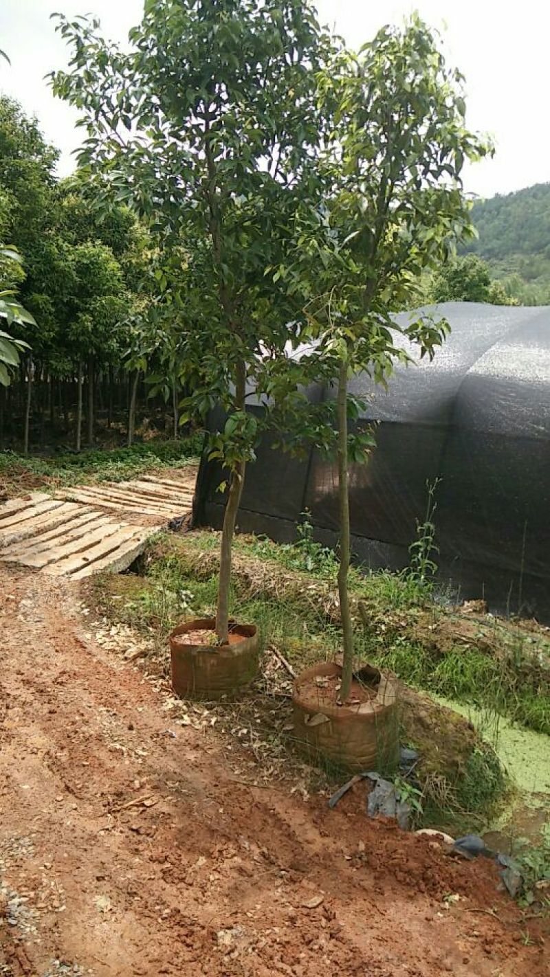 天竺桂2.5~3m规格齐全提供技术指导货源充足