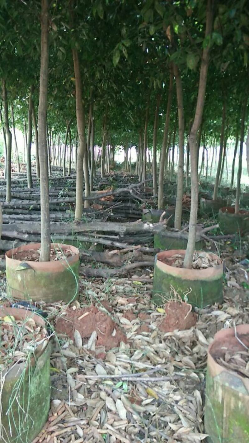 天竺桂2.5~3m规格齐全提供技术指导货源充足