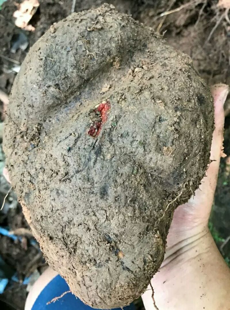 朱砂莲