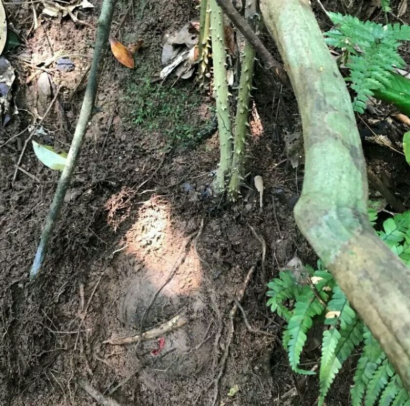 朱砂莲