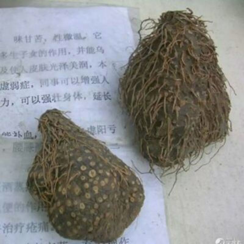 黄药子