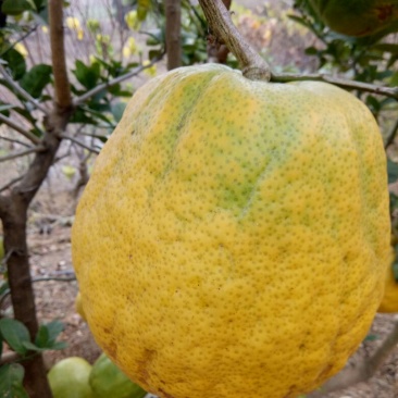 香橼苗