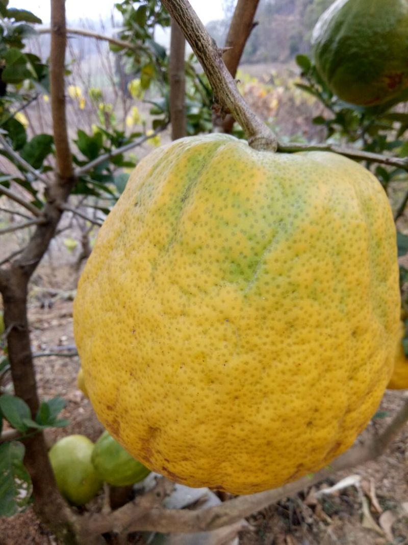 香橼苗