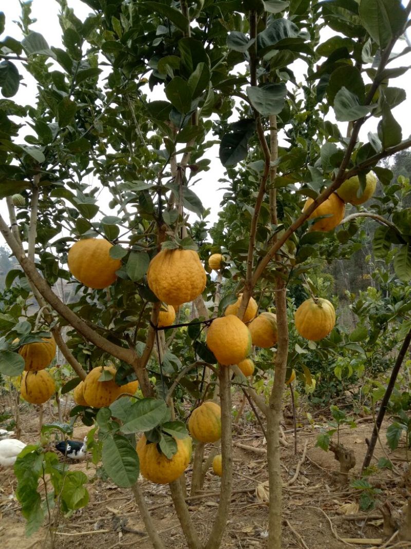 香橼苗