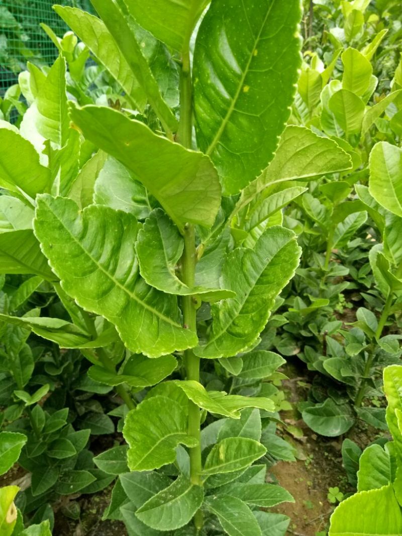 香橼苗