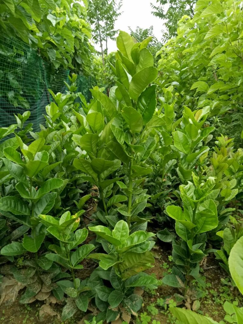 香橼苗