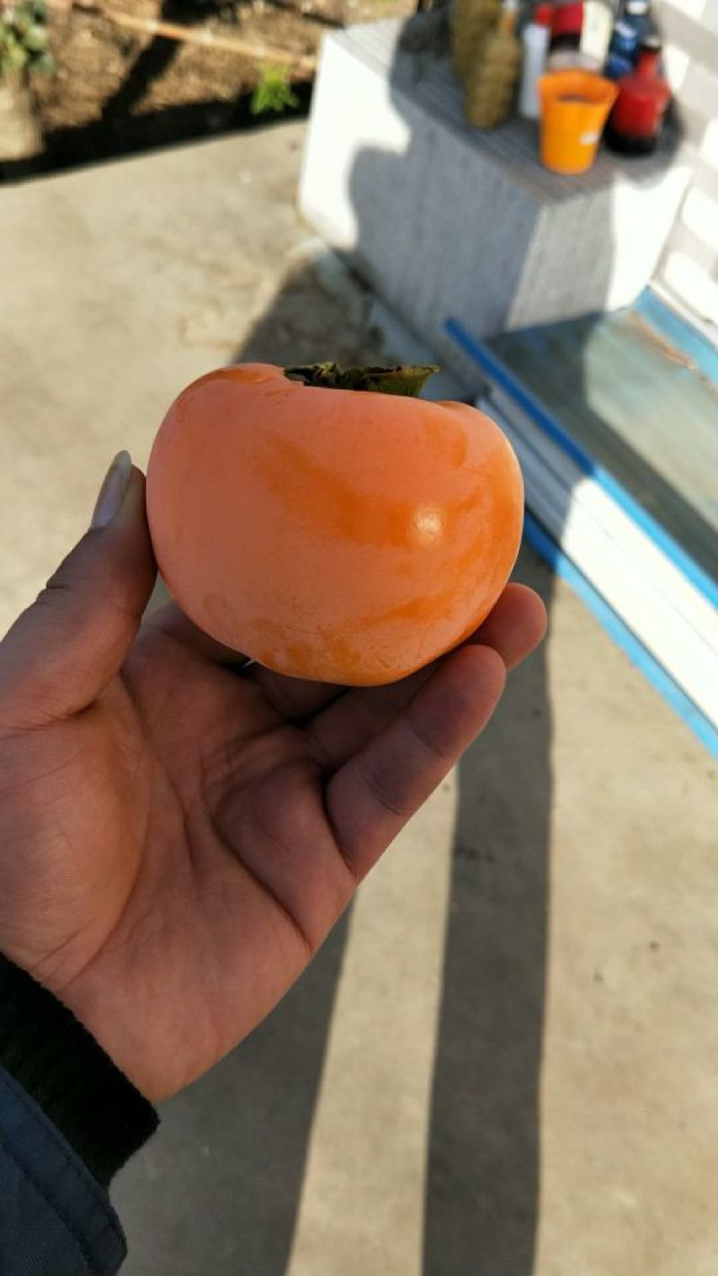 江苏方柿大量上市