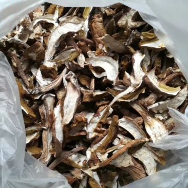 牛肝菌精神产地发货